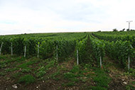 Vinice msk vrch - Ryzlink vlask