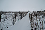 Vinice msk vrch - pvodn stav ped rekonstrukc